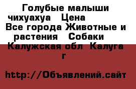 Голубые малыши чихуахуа › Цена ­ 25 000 - Все города Животные и растения » Собаки   . Калужская обл.,Калуга г.